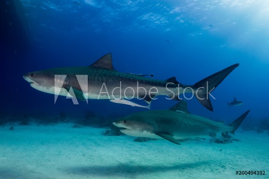 Picture of Two tiger sharks Bahamas